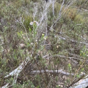 Olearia tenuifolia at Paddys River, ACT - 13 Aug 2023