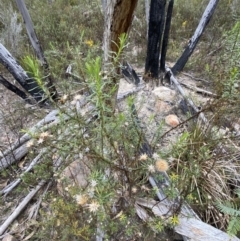 Olearia tenuifolia at Paddys River, ACT - 13 Aug 2023 12:07 PM