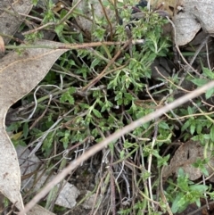 Gonocarpus tetragynus (Common Raspwort) at Paddys River, ACT - 13 Aug 2023 by Tapirlord