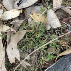 Gonocarpus tetragynus at Paddys River, ACT - 13 Aug 2023