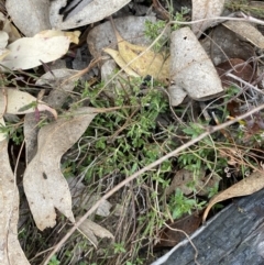 Gonocarpus tetragynus at Paddys River, ACT - 13 Aug 2023