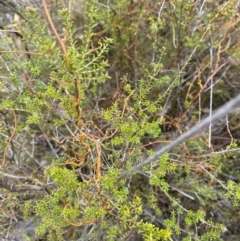 Cassytha pubescens (Devil's Twine) at Namadgi National Park - 13 Aug 2023 by Tapirlord