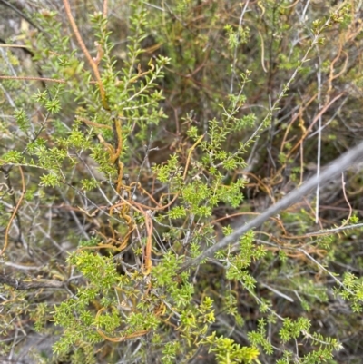 Cassytha pubescens (Devil's Twine) at Namadgi National Park - 13 Aug 2023 by Tapirlord