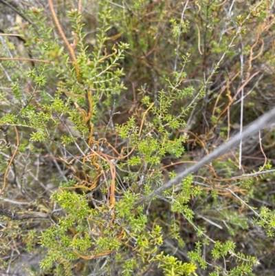 Cassytha pubescens (Devil's Twine) at Paddys River, ACT - 13 Aug 2023 by Tapirlord