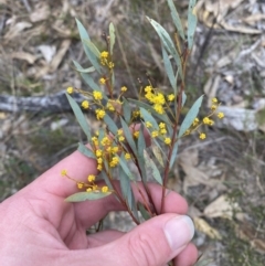 Acacia buxifolia subsp. buxifolia (Box-leaf Wattle) at Namadgi National Park - 13 Aug 2023 by Tapirlord