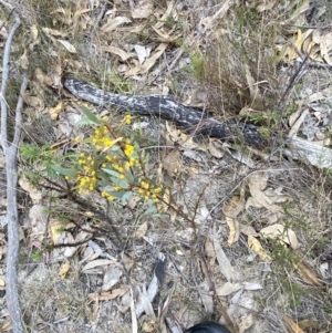 Acacia buxifolia subsp. buxifolia at Paddys River, ACT - 13 Aug 2023