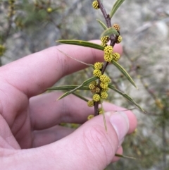 Acacia siculiformis (Dagger Wattle) at Paddys River, ACT - 13 Aug 2023 by Tapirlord