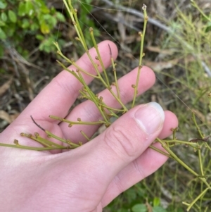 Omphacomeria acerba at Paddys River, ACT - 13 Aug 2023