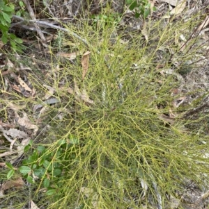 Omphacomeria acerba at Paddys River, ACT - 13 Aug 2023