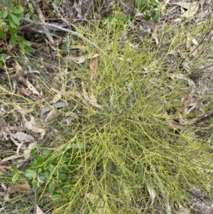 Omphacomeria acerba at Paddys River, ACT - 13 Aug 2023