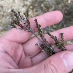 Kunzea parvifolia (Violet Kunzea) at Paddys River, ACT - 13 Aug 2023 by Tapirlord