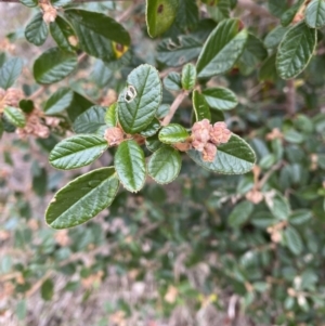 Pomaderris betulina subsp. actensis at Paddys River, ACT - 13 Aug 2023