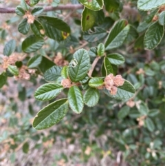 Pomaderris betulina subsp. actensis at Paddys River, ACT - 13 Aug 2023