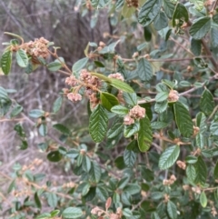 Pomaderris betulina subsp. actensis at Paddys River, ACT - 13 Aug 2023