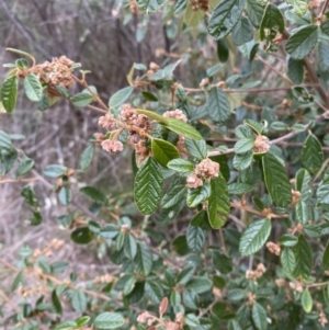 Pomaderris betulina subsp. actensis at Paddys River, ACT - 13 Aug 2023