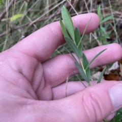 Pimelea treyvaudii (Grey Riceflower) at Tidbinbilla Nature Reserve - 13 Aug 2023 by Tapirlord