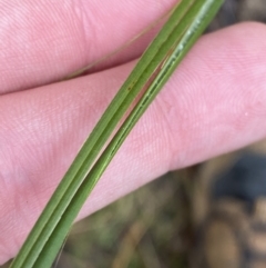 Juncus gregiflorus (Leafless Rush) at Paddys River, ACT - 13 Aug 2023 by Tapirlord