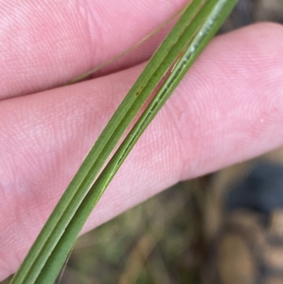 Juncus gregiflorus (Leafless Rush) at Paddys River, ACT - 13 Aug 2023 by Tapirlord