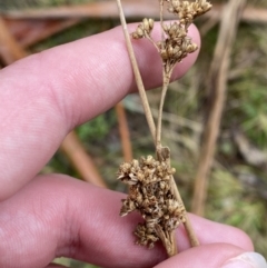 Juncus gregiflorus at Paddys River, ACT - 13 Aug 2023