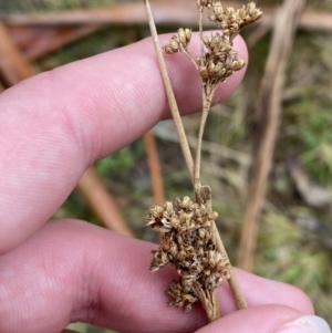 Juncus gregiflorus at Paddys River, ACT - 13 Aug 2023 11:17 AM