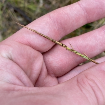 Hemarthria uncinata (Matgrass) at Paddys River, ACT - 13 Aug 2023 by Tapirlord