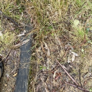 Hemarthria uncinata at Paddys River, ACT - 13 Aug 2023