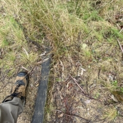 Hemarthria uncinata at Paddys River, ACT - 13 Aug 2023 11:17 AM