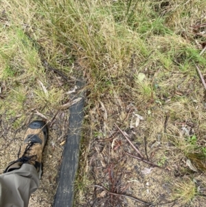 Hemarthria uncinata at Paddys River, ACT - 13 Aug 2023 11:17 AM