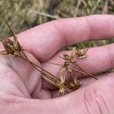 Juncus homalocaulis (A Rush) at Tidbinbilla Nature Reserve - 13 Aug 2023 by Tapirlord