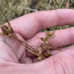 Juncus homalocaulis at Paddys River, ACT - 13 Aug 2023