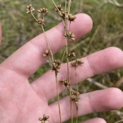 Juncus vaginatus (Clustered Rush) at Tidbinbilla Nature Reserve - 13 Aug 2023 by Tapirlord