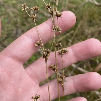 Juncus vaginatus (Clustered Rush) at Tidbinbilla Nature Reserve - 13 Aug 2023 by Tapirlord