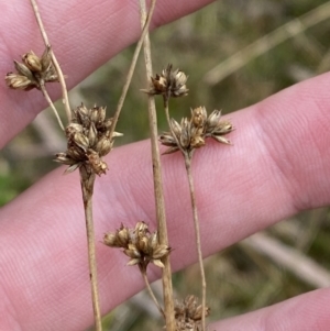 Juncus vaginatus at Paddys River, ACT - 13 Aug 2023