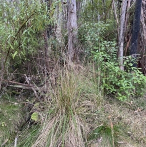 Poa helmsii at Paddys River, ACT - 13 Aug 2023