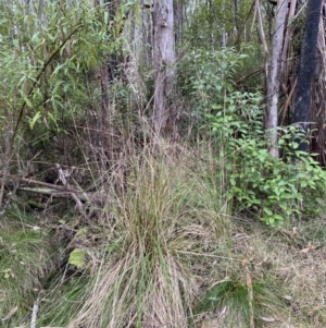 Poa helmsii at Paddys River, ACT - 13 Aug 2023