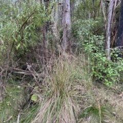 Poa helmsii at Paddys River, ACT - 13 Aug 2023 11:15 AM