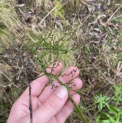 Comesperma volubile (Love Creeper) at Tidbinbilla Nature Reserve - 13 Aug 2023 by Tapirlord