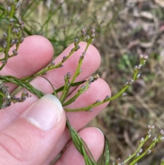 Comesperma volubile at Paddys River, ACT - 13 Aug 2023