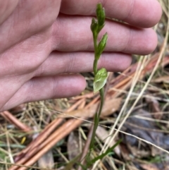 Bunochilus montanus (Montane Leafy Greenhood) at Paddys River, ACT - 13 Aug 2023 by Tapirlord