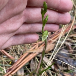 Bunochilus montanus at Paddys River, ACT - 13 Aug 2023