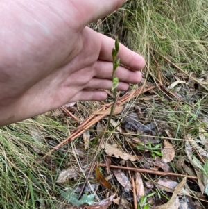 Bunochilus montanus at Paddys River, ACT - 13 Aug 2023