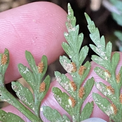 Asplenium gracillimum (Mother Spleenwort) at Tidbinbilla Nature Reserve - 13 Aug 2023 by Tapirlord