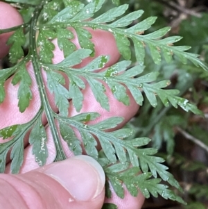 Asplenium gracillimum at Paddys River, ACT - suppressed