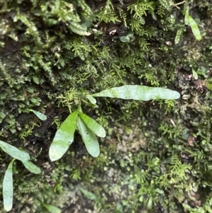 Notogrammitis billardierei at Paddys River, ACT - 13 Aug 2023