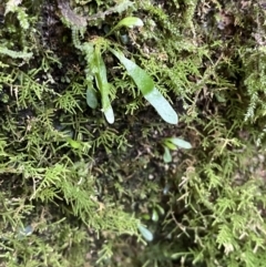 Notogrammitis billardierei at Paddys River, ACT - 13 Aug 2023