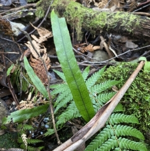 Zealandia pustulata subsp. pustulata at Paddys River, ACT - 13 Aug 2023 10:50 AM