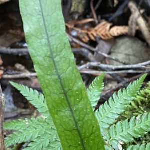 Zealandia pustulata subsp. pustulata at Paddys River, ACT - 13 Aug 2023 10:50 AM