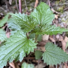 Urtica incisa (Stinging Nettle) at Paddys River, ACT - 13 Aug 2023 by Tapirlord
