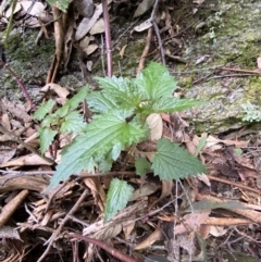 Urtica incisa at Paddys River, ACT - 13 Aug 2023