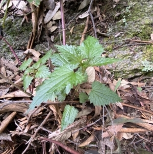 Urtica incisa at Paddys River, ACT - 13 Aug 2023 10:49 AM